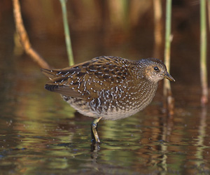 Түнжүү (Тоодон түнжгэр)